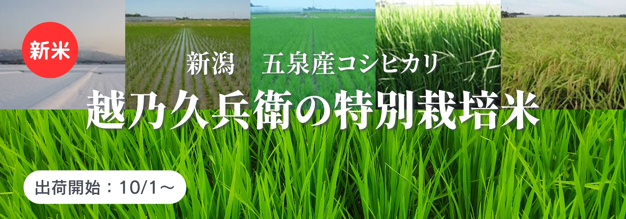 新潟 五泉　安中農園のコシヒカリ（新潟県認証特別栽培米） 越乃久兵衛の特別栽培米／越乃久兵衛の特別栽培米は、お申し込み頂いてから精米いたします。