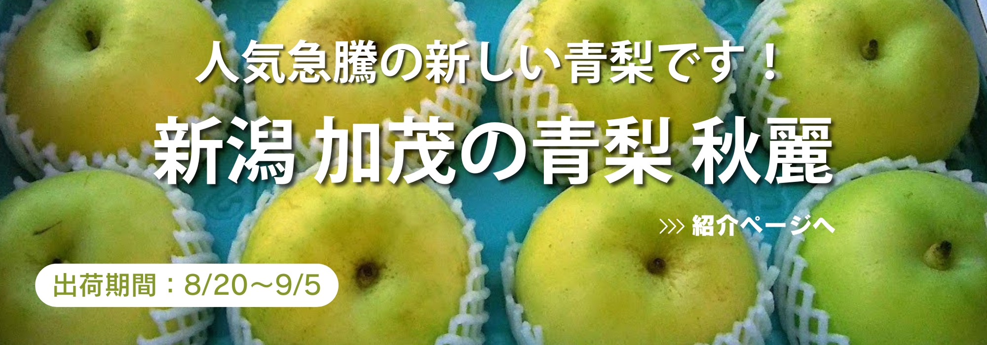 新潟　加茂の青梨　秋麗／とても甘みのある梨です。是非ご賞味ください。