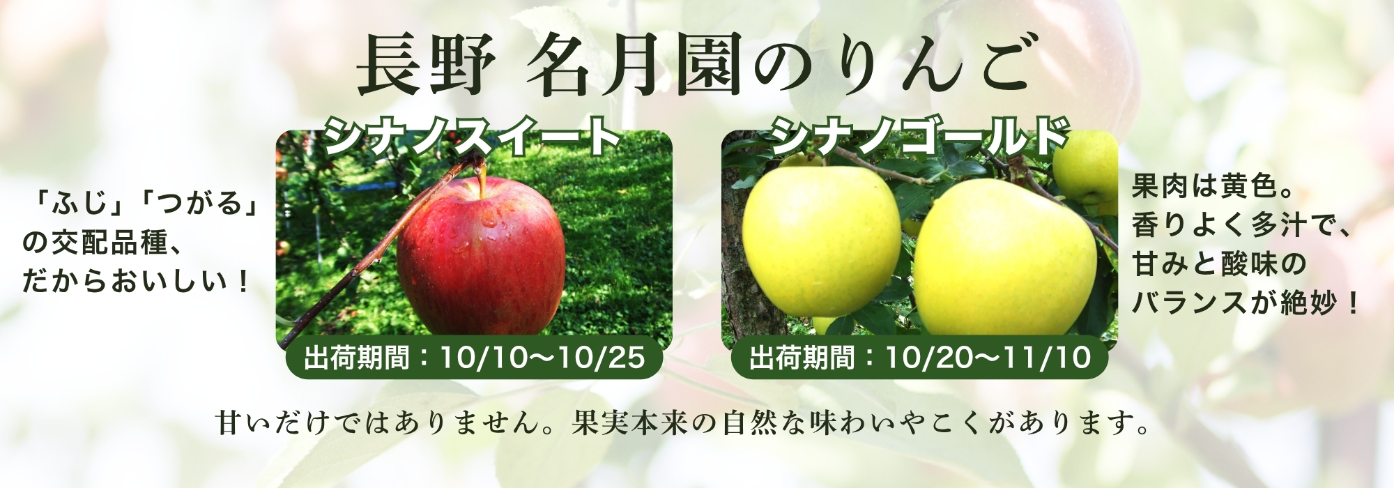 長野 豊野　名月園のりんご／「シナノスイート」、「シナノゴールド」。長野県生まれの人気の品種です。